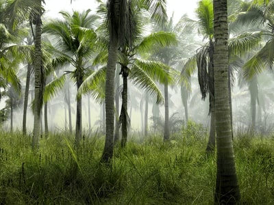 白天雾蒙蒙的森林里的椰子树